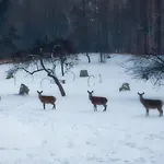 Osada Jelonki Wielka Puszcza Porabka