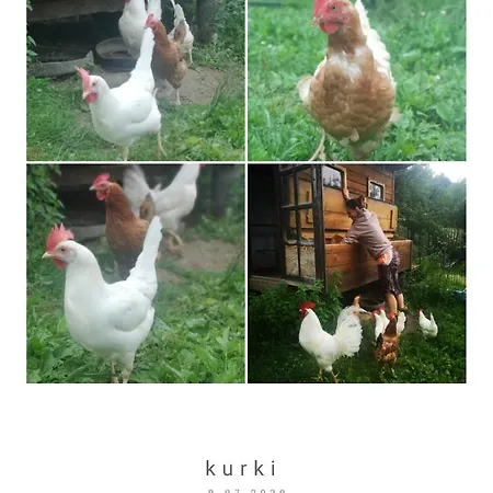 Osada Jelonki Wielka Puszcza 度假居