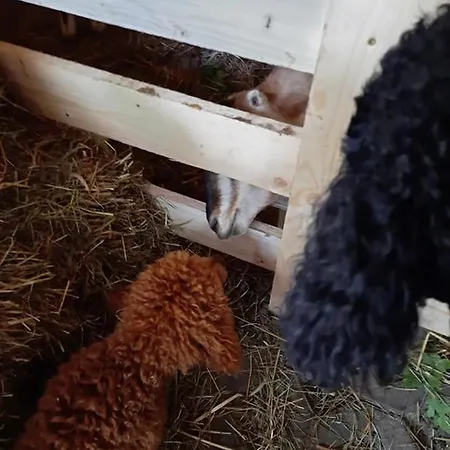 Osada Jelonki Wielka Puszcza 度假居