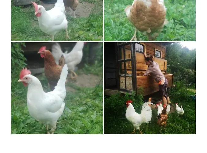 Osada Jelonki Wielka Puszcza Prázdninový dům