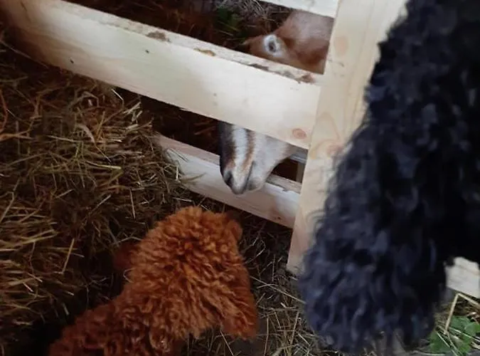 Osada Jelonki Wielka Puszcza Prázdninový dům