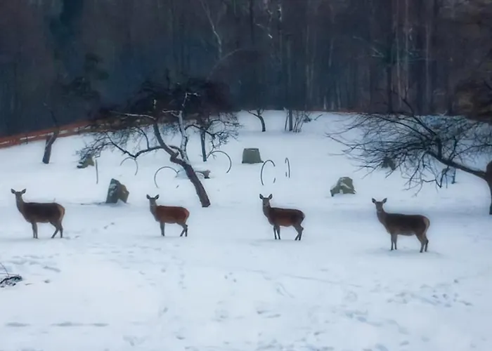 Osada Jelonki Wielka Puszcza Porąbka