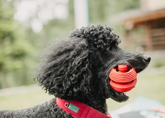 Osada Jelonki Wielka Puszcza Prázdninový dům *