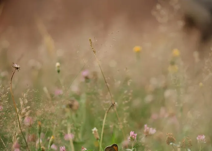 Osada Jelonki Wielka Puszcza Porąbka
